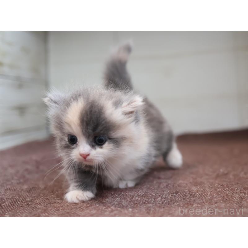 販売中の愛知県のマンチカン(短足)-137810の7枚目