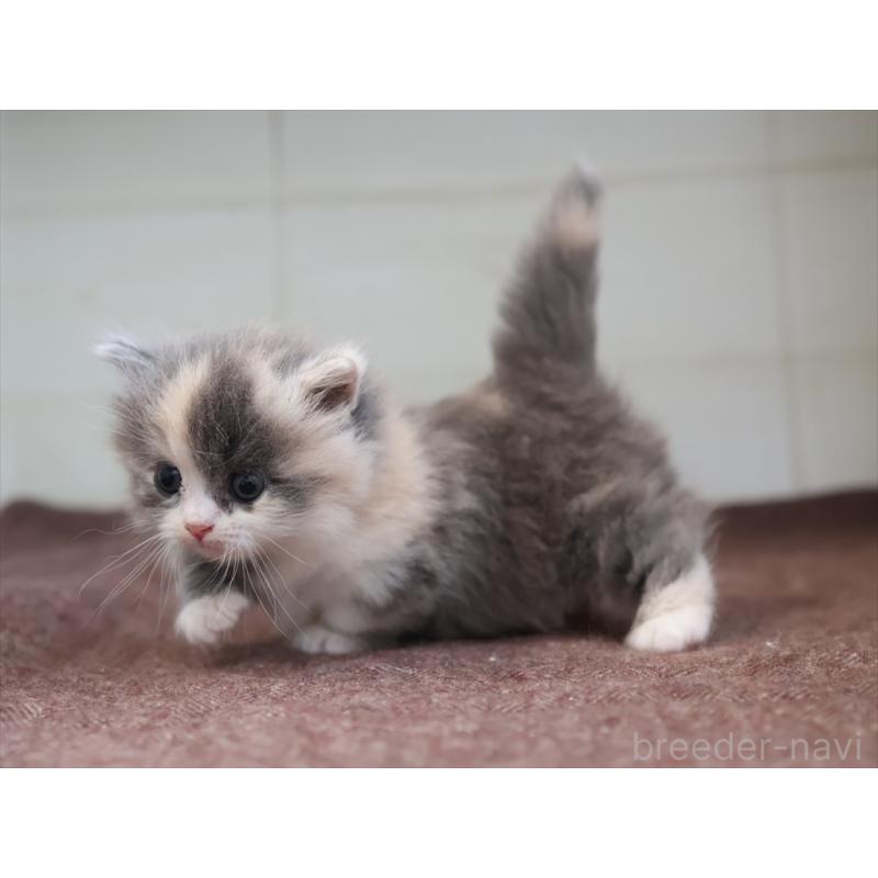 販売中の愛知県のマンチカン(短足)-137810の6枚目