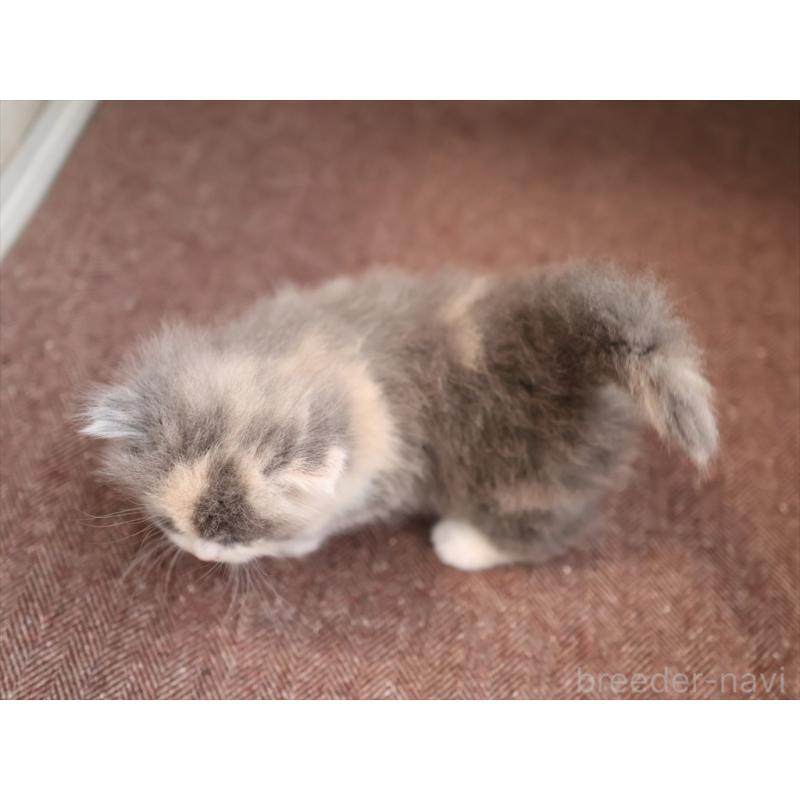 販売中の愛知県のマンチカン(短足)-137810の5枚目