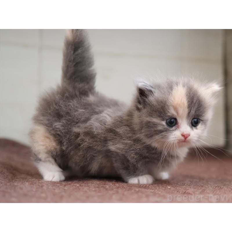 販売中の愛知県のマンチカン(短足)-137810の3枚目