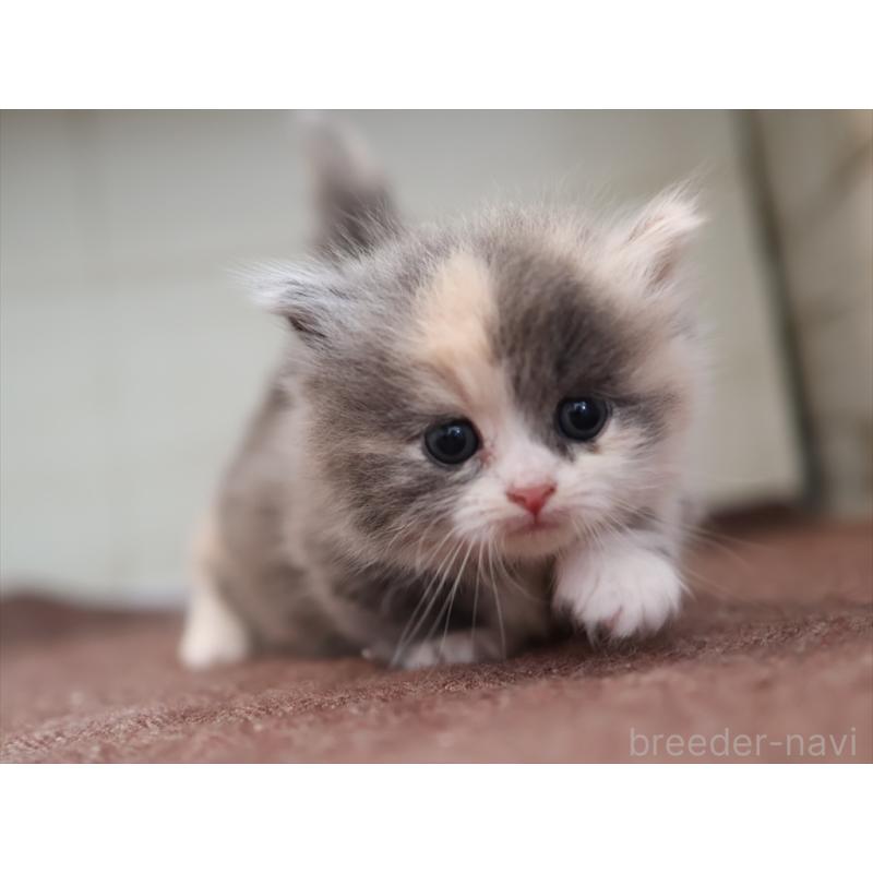 販売中の愛知県のマンチカン(短足)-137810の4枚目