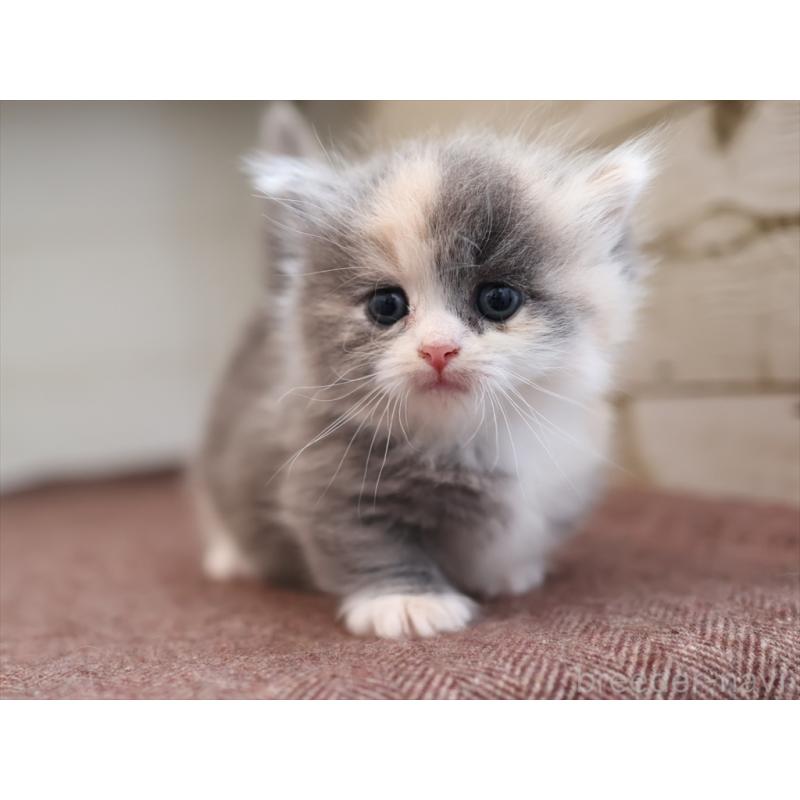 販売中の愛知県のマンチカン(短足)-137810の2枚目