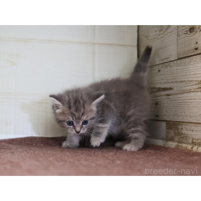 販売中の愛知県のマンチカン-137811の11枚目