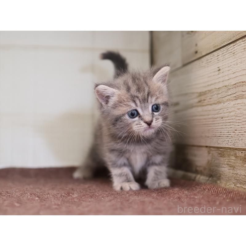 販売中の愛知県のマンチカン-137811の10枚目