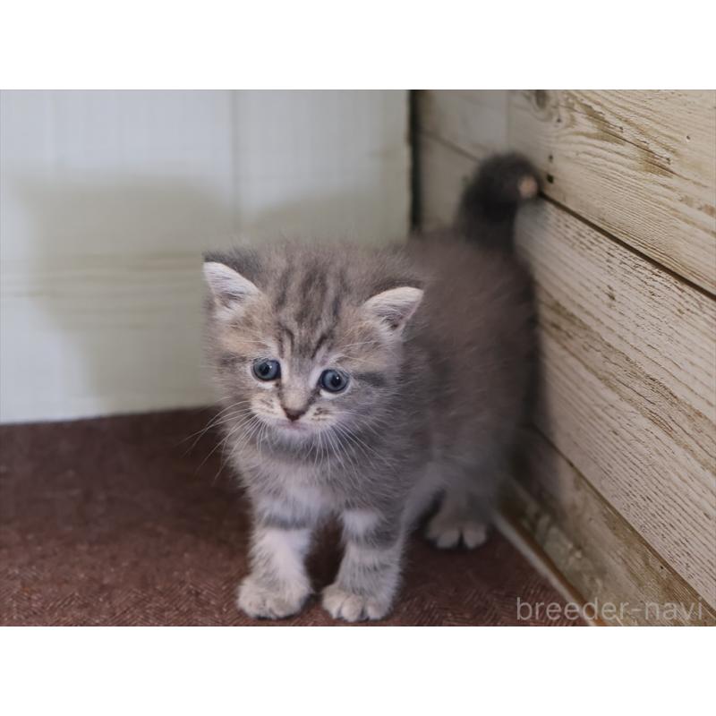 販売中の愛知県のマンチカン-137811の9枚目