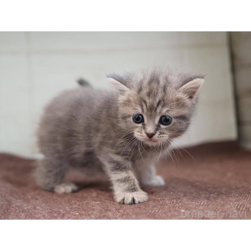 販売中の愛知県のマンチカン-137811の8枚目