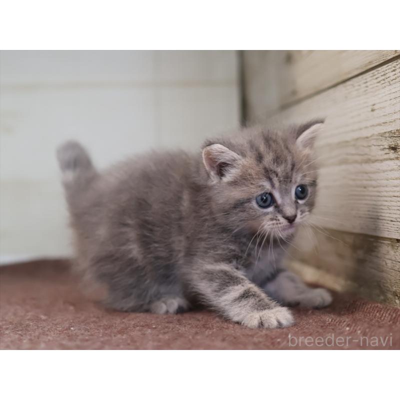 販売中の愛知県のマンチカン-137811の6枚目