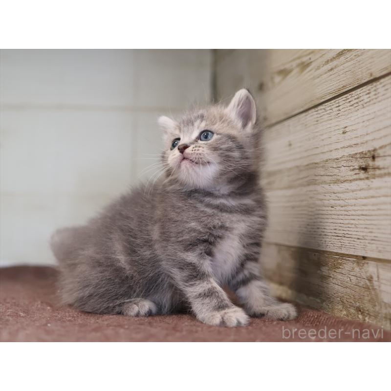 販売中の愛知県のマンチカン-137811の5枚目