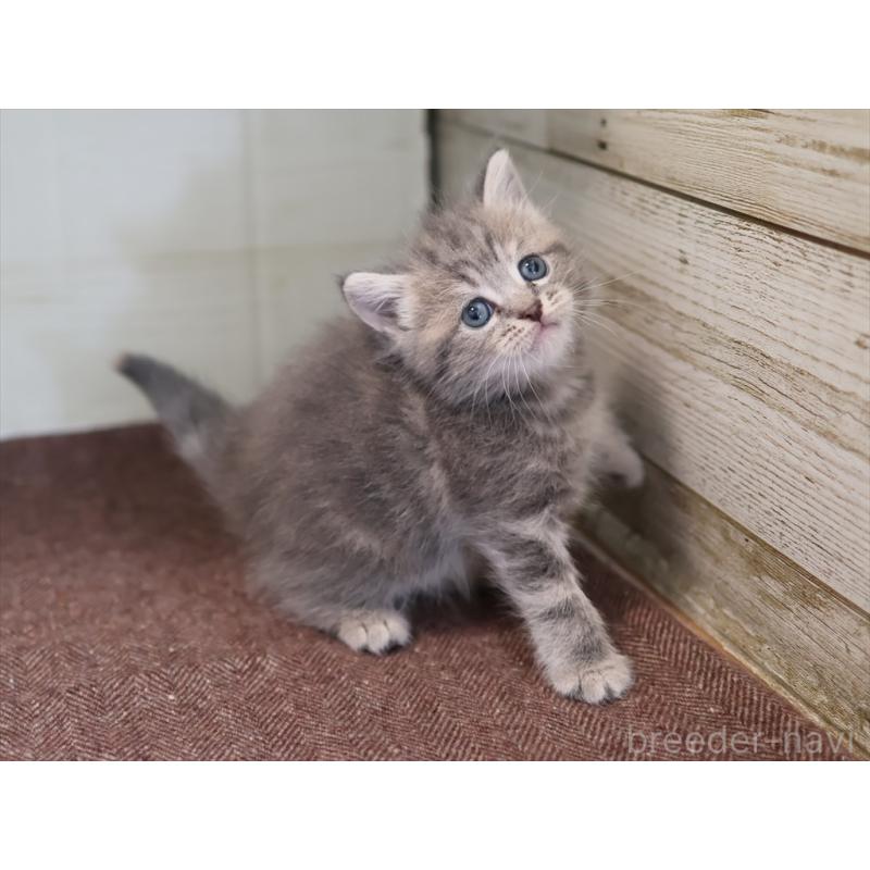 販売中の愛知県のマンチカン-137811の4枚目