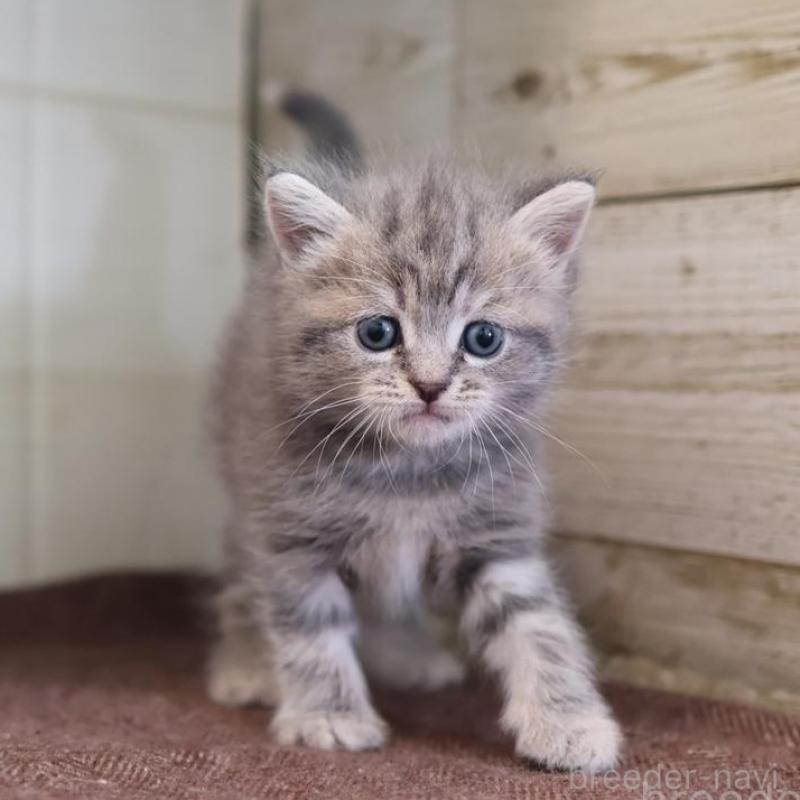 販売中の愛知県のマンチカン-137811