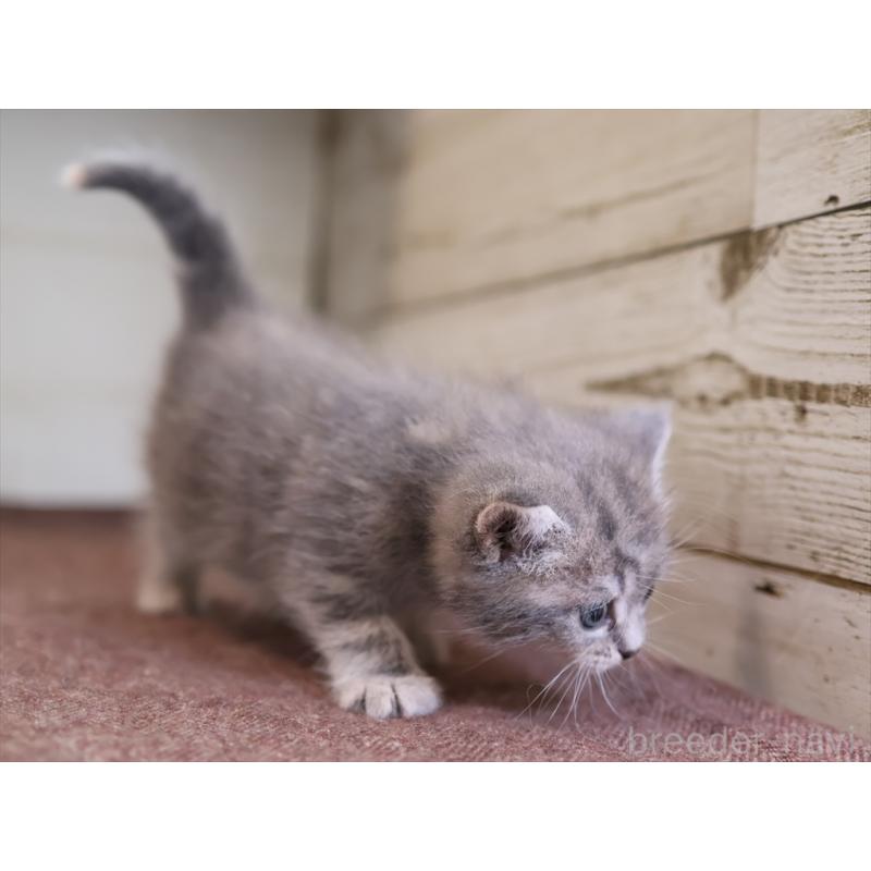 販売中の愛知県のマンチカン-137811の3枚目