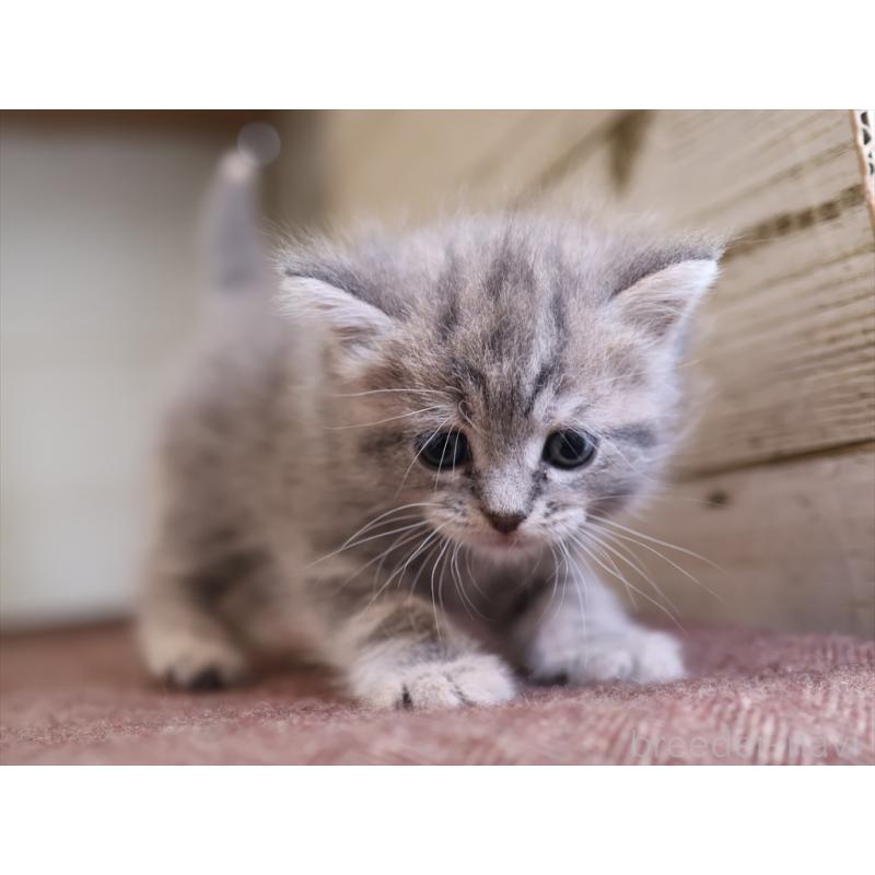 販売中の愛知県のマンチカン-137811の2枚目