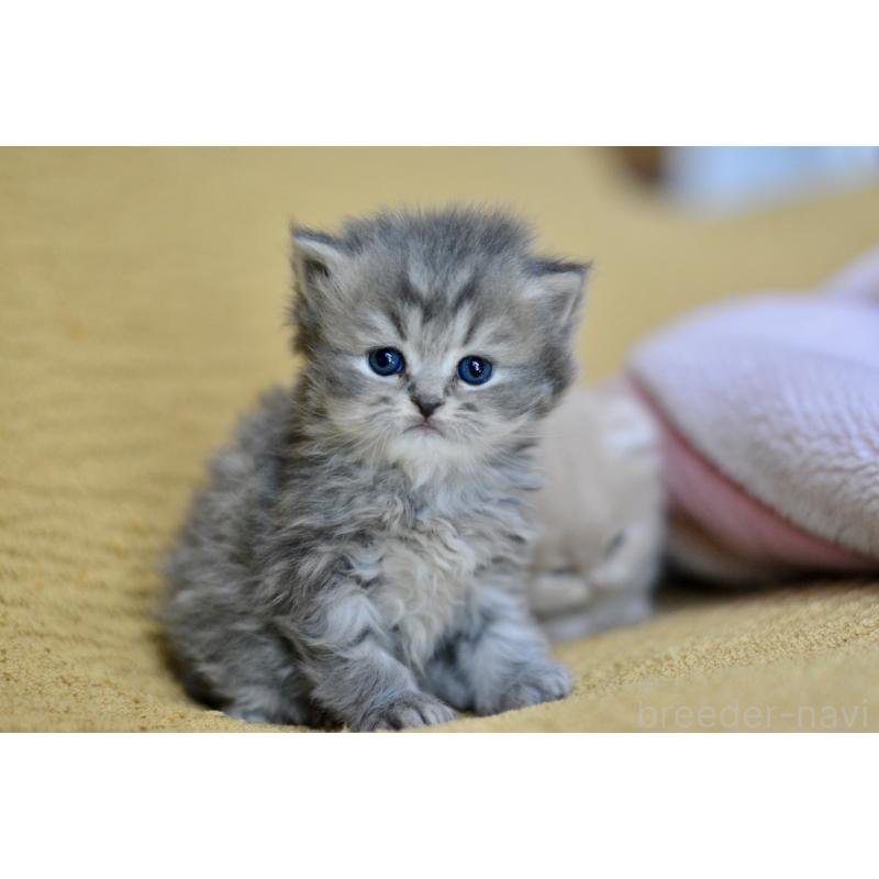 販売中の愛知県のスコティッシュフォールド-137812の8枚目