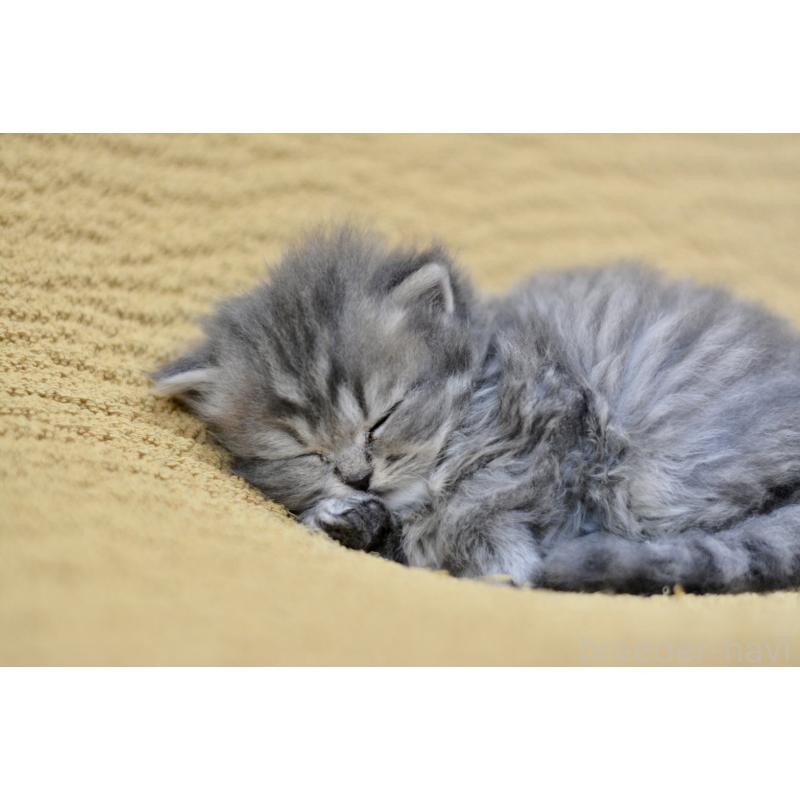 販売中の愛知県のスコティッシュフォールド-137812の6枚目