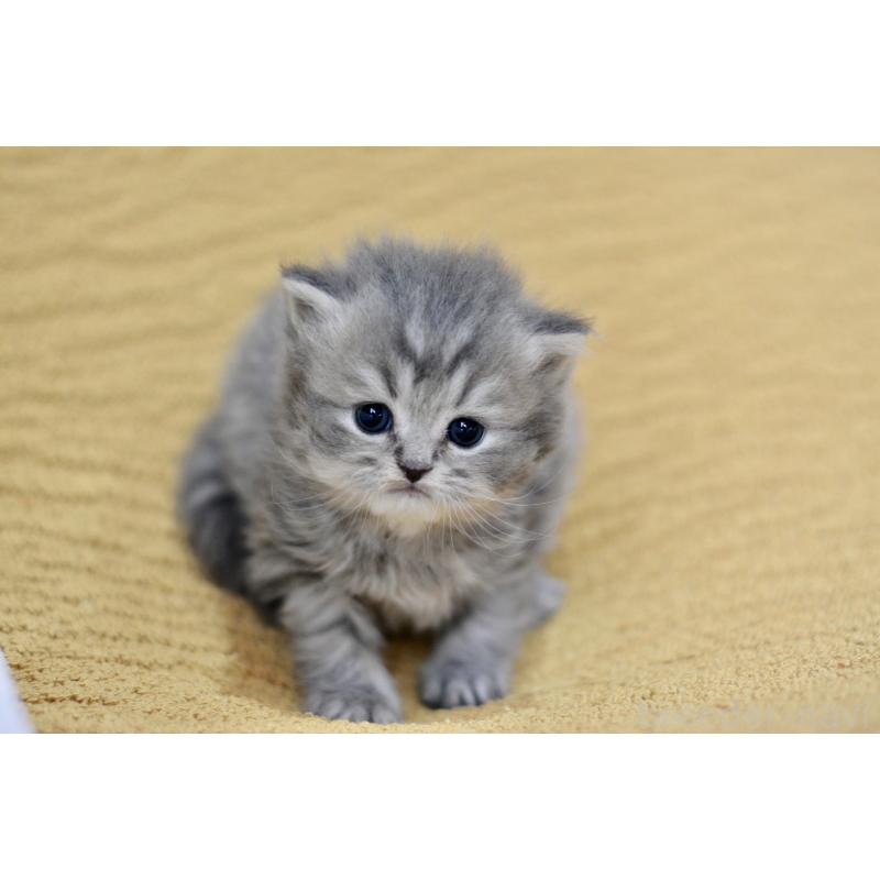 販売中の愛知県のスコティッシュフォールド-137812の5枚目