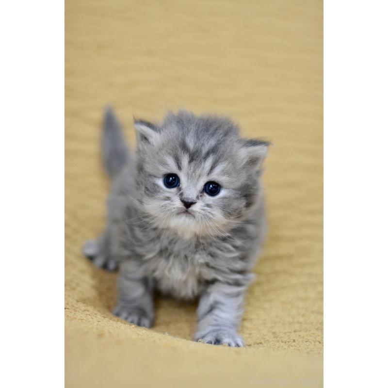 販売中の愛知県のスコティッシュフォールド-137812の4枚目