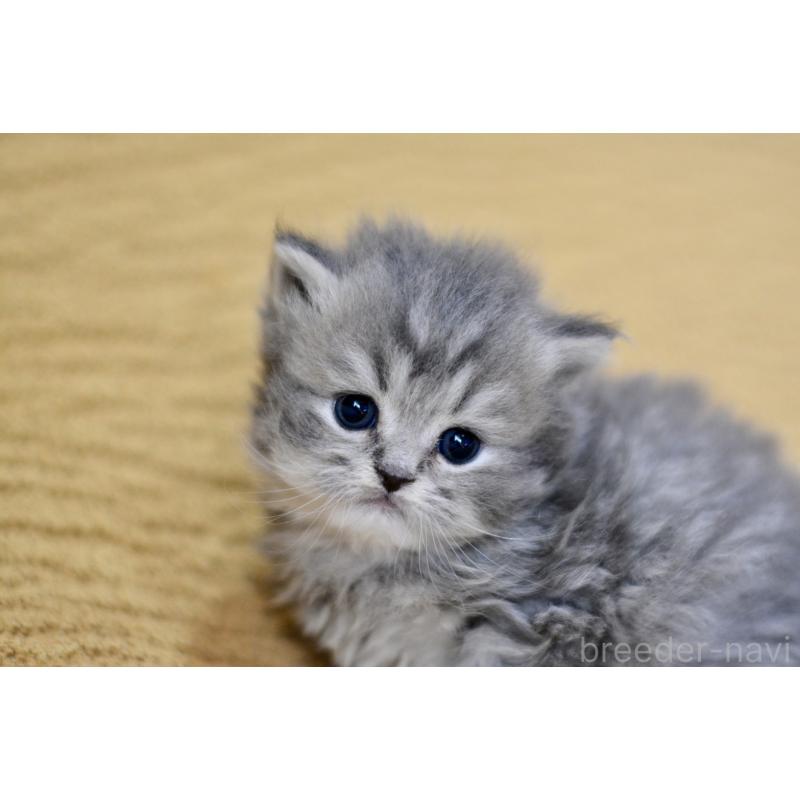 販売中の愛知県のスコティッシュフォールド-137812の3枚目