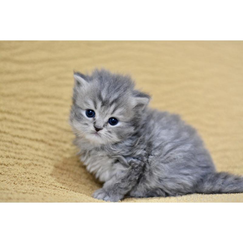 販売中の愛知県のスコティッシュフォールド-137812の2枚目