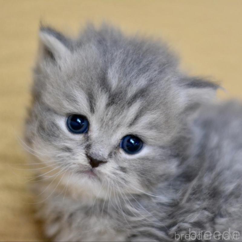 販売中の愛知県のスコティッシュフォールド-137812の1枚目