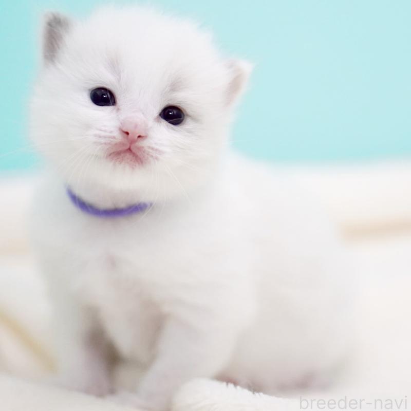 販売中の東京都のラグドール-137813の1枚目