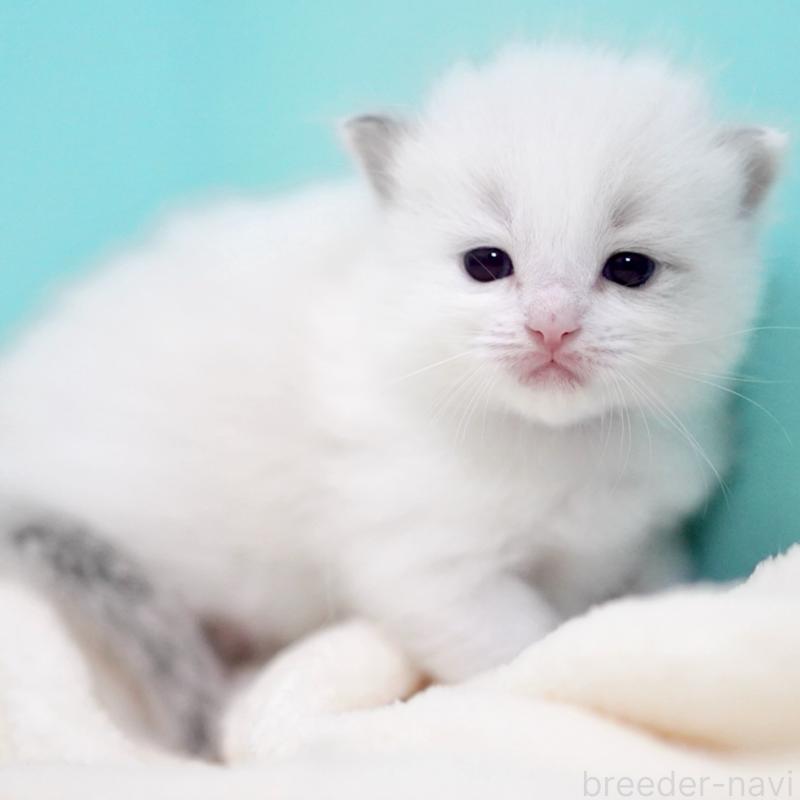 販売中の東京都のラグドール-137813の14枚目