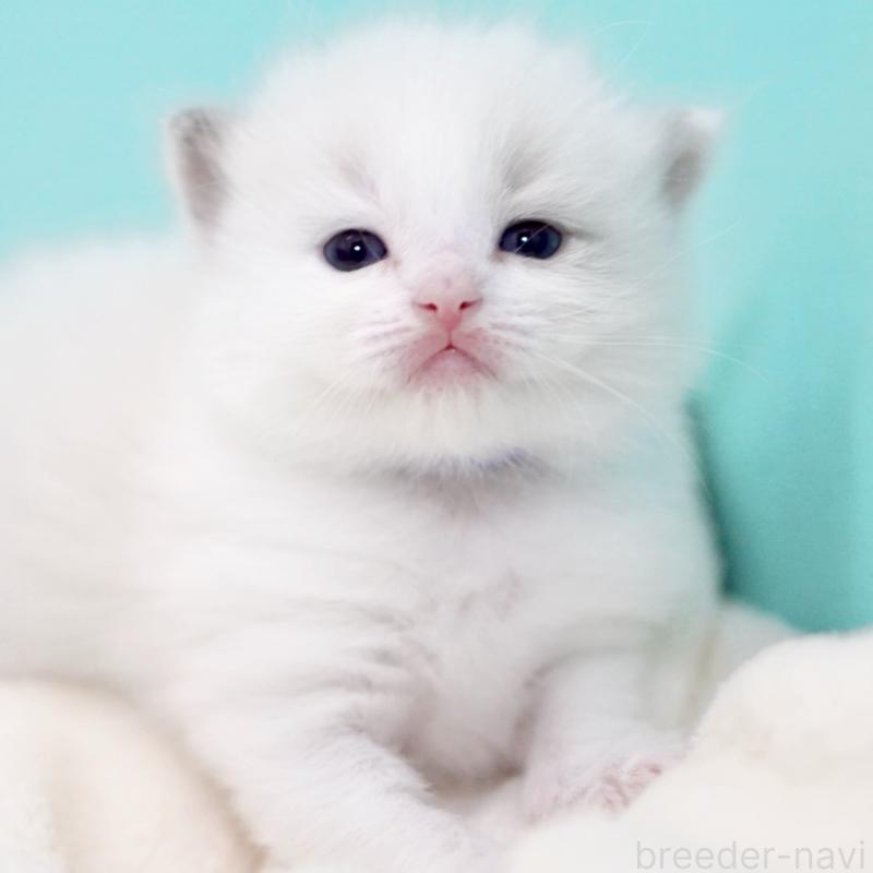 販売中の東京都のラグドール-137813の13枚目