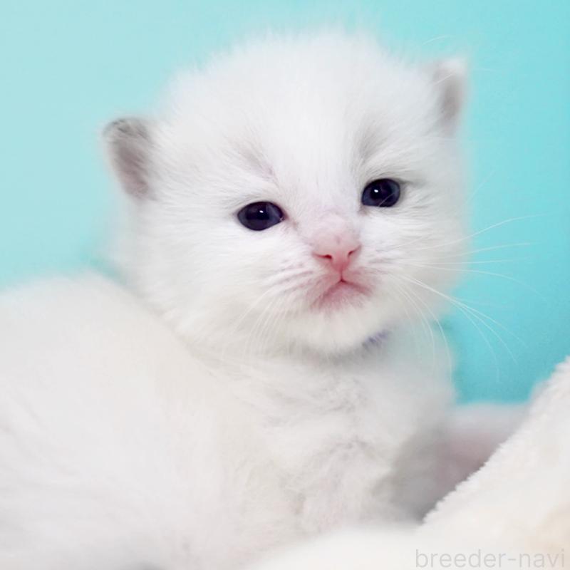 販売中の東京都のラグドール-137813の12枚目