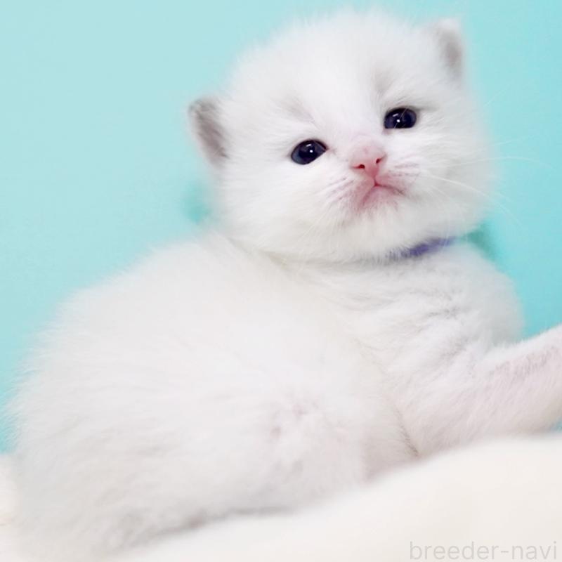 販売中の東京都のラグドール-137813の11枚目