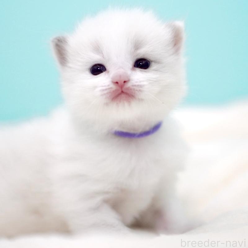 販売中の東京都のラグドール-137813の10枚目