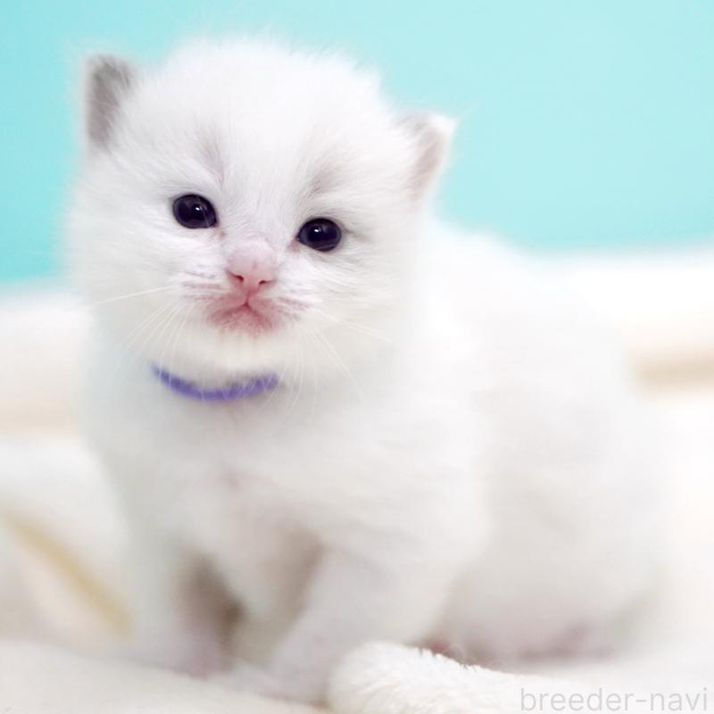 販売中の東京都のラグドール-137813の9枚目