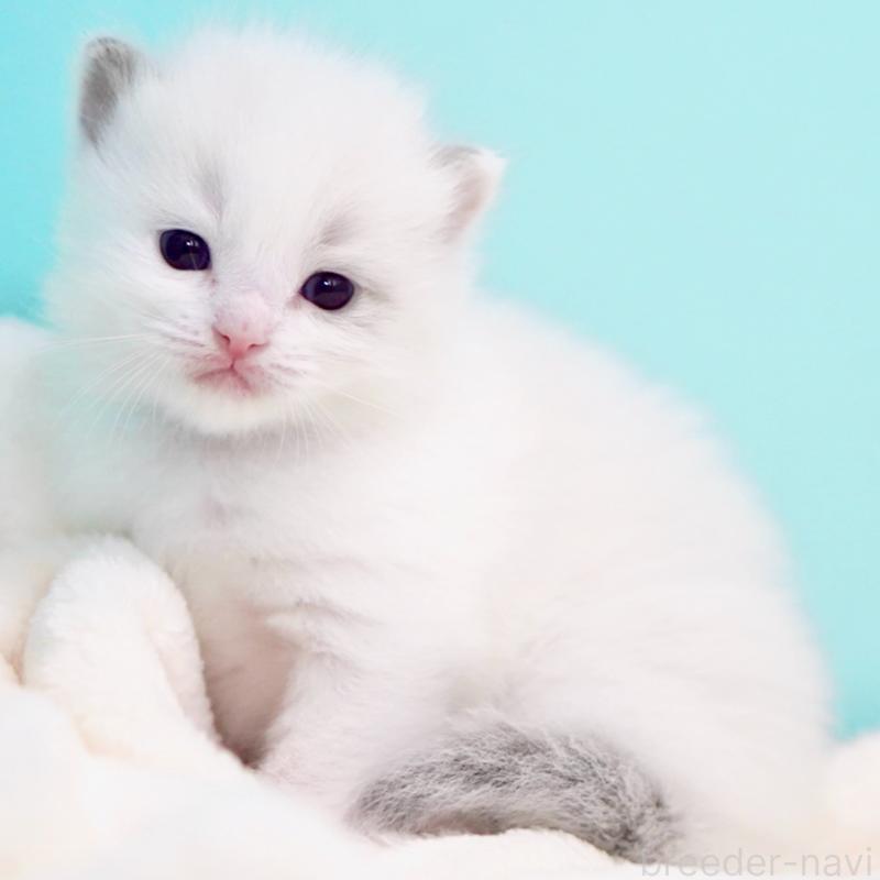 販売中の東京都のラグドール-137813の8枚目