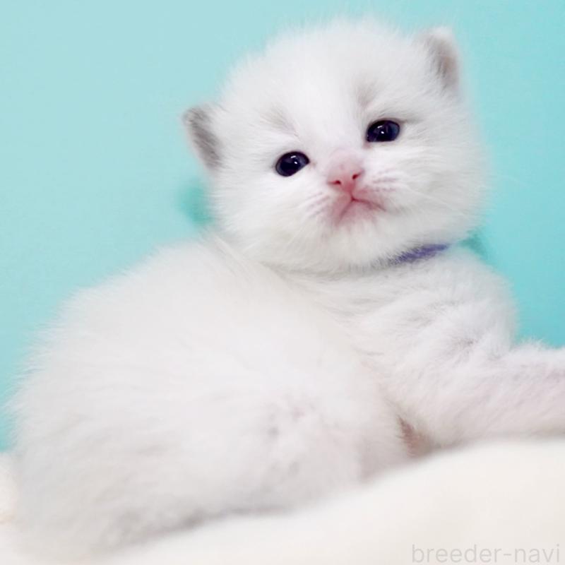 販売中の東京都のラグドール-137813の7枚目