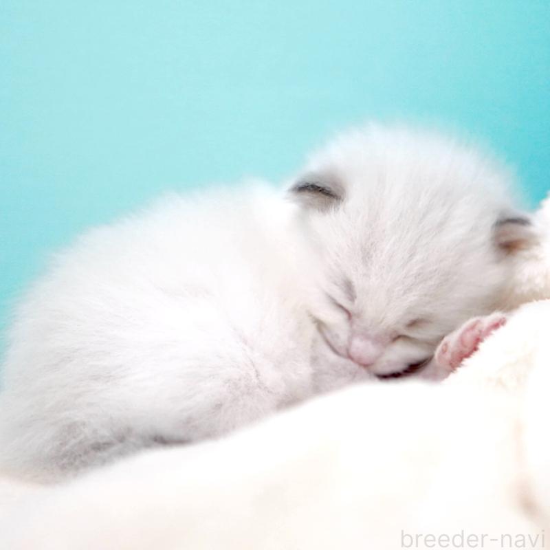 販売中の東京都のラグドール-137813の6枚目