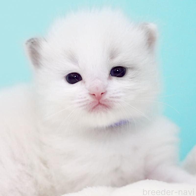 販売中の東京都のラグドール-137813の5枚目