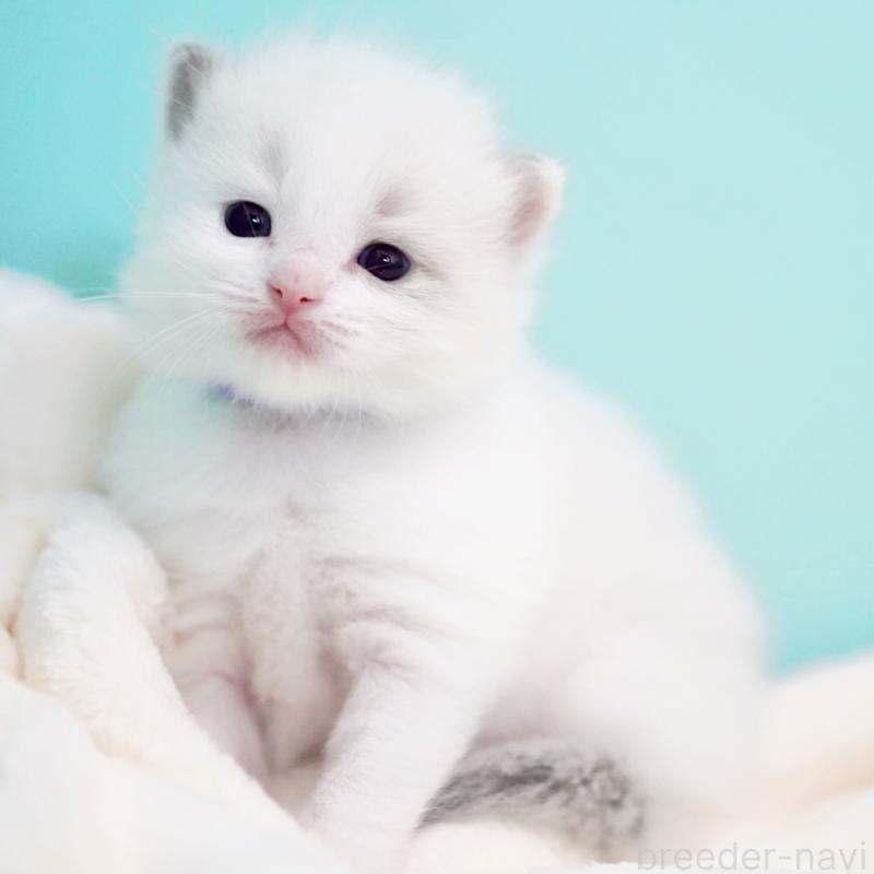 販売中の東京都のラグドール-137813の3枚目