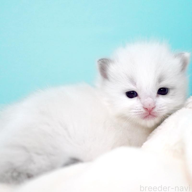 販売中の東京都のラグドール-137813の2枚目