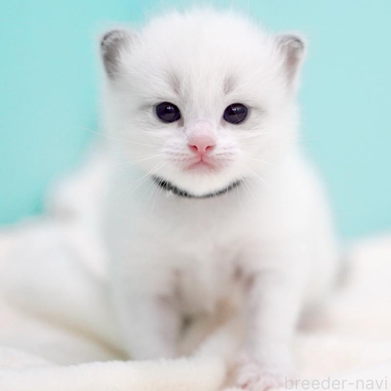 販売中の東京都のラグドール-137814の14枚目