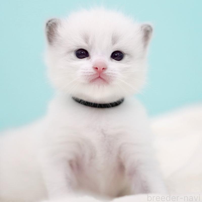 販売中の東京都のラグドール-137814の13枚目