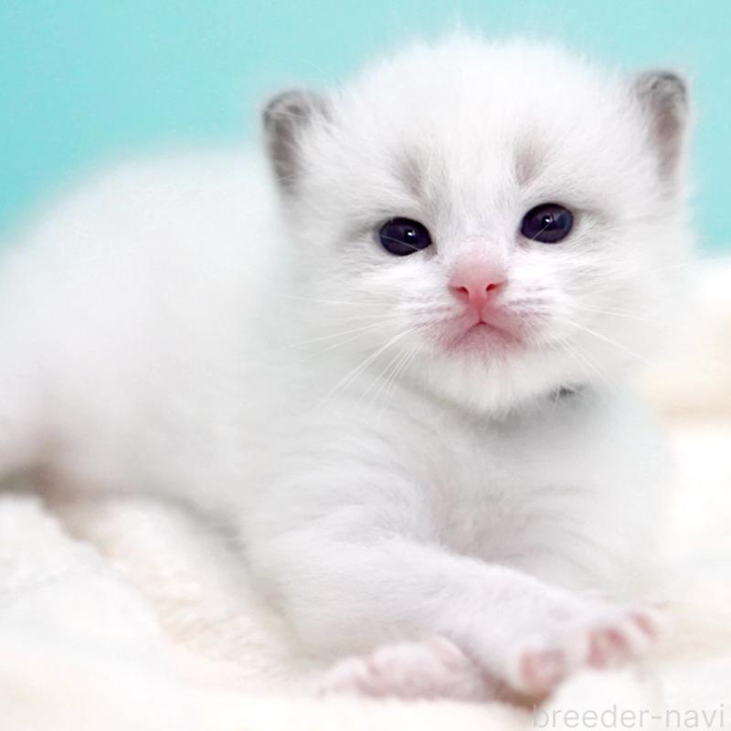 販売中の東京都のラグドール-137814の12枚目