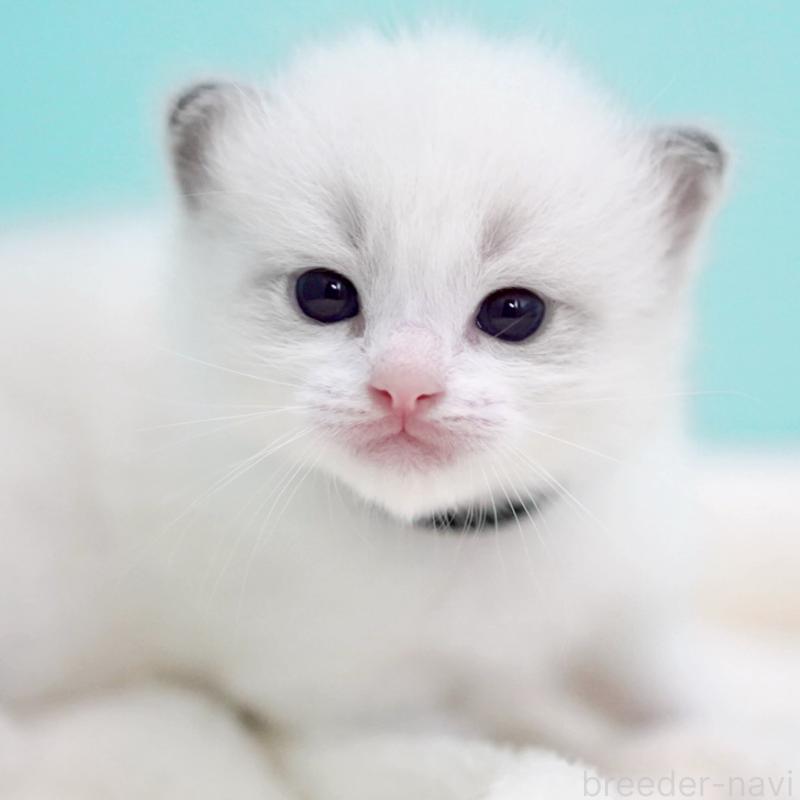 販売中の東京都のラグドール-137814の11枚目