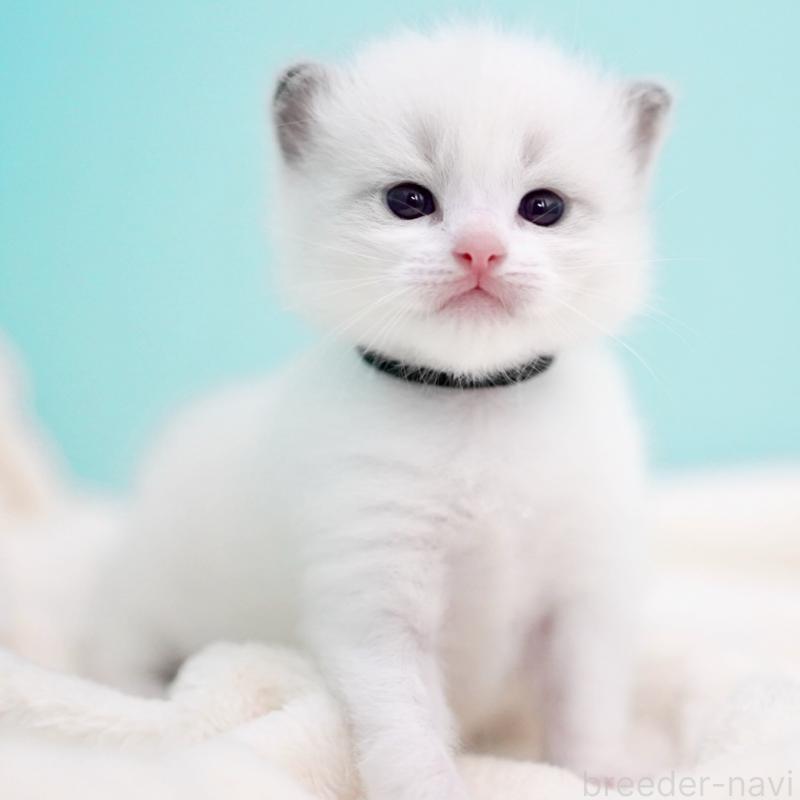 販売中の東京都のラグドール-137814の10枚目