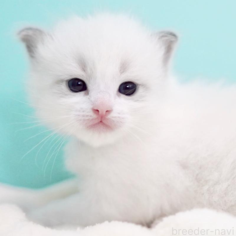 販売中の東京都のラグドール-137814の9枚目