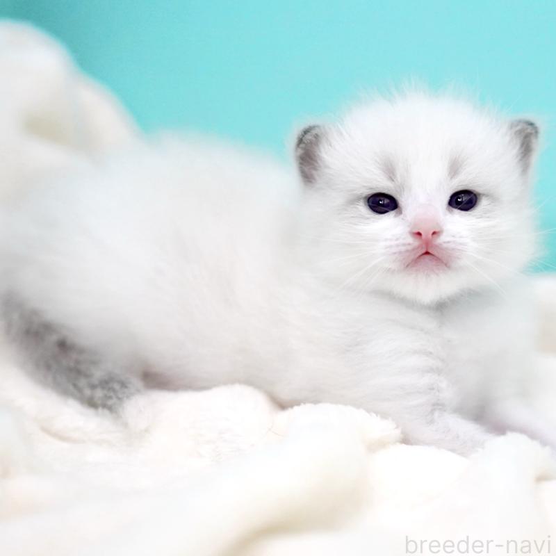 販売中の東京都のラグドール-137814の8枚目