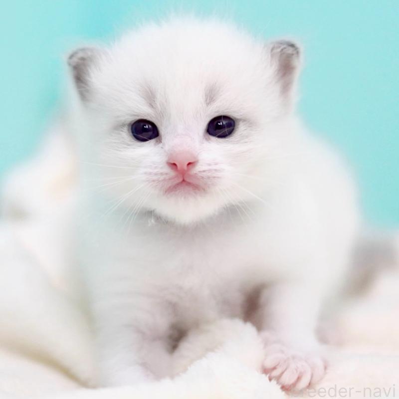 販売中の東京都のラグドール-137814の7枚目