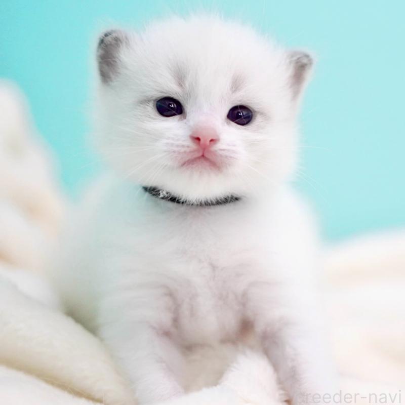 販売中の東京都のラグドール-137814の6枚目