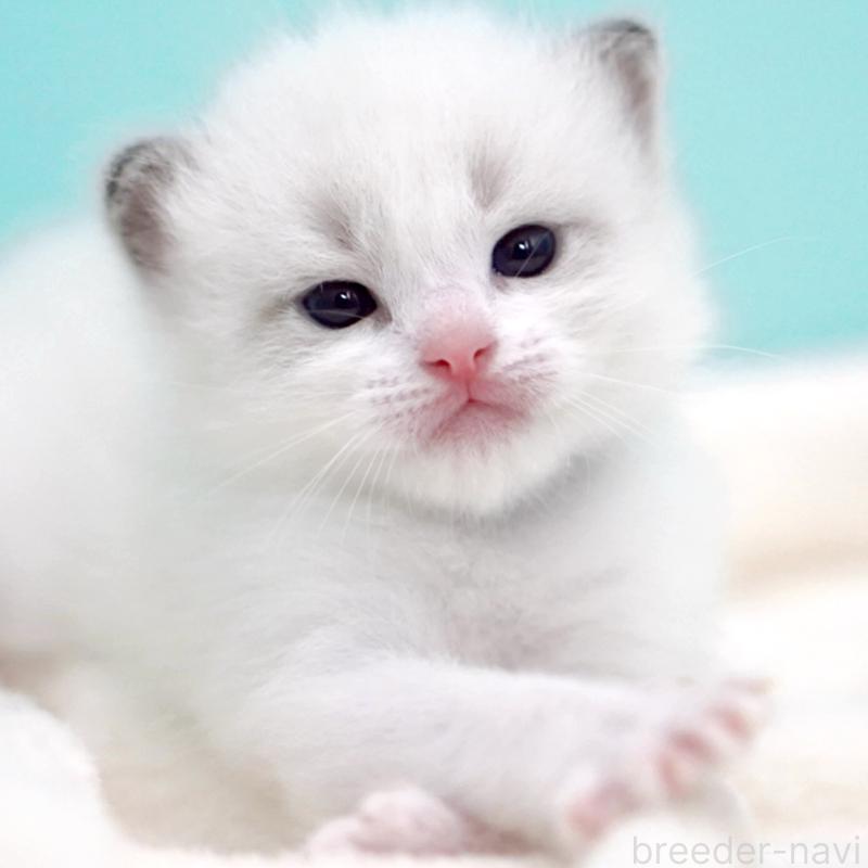 販売中の東京都のラグドール-137814の4枚目