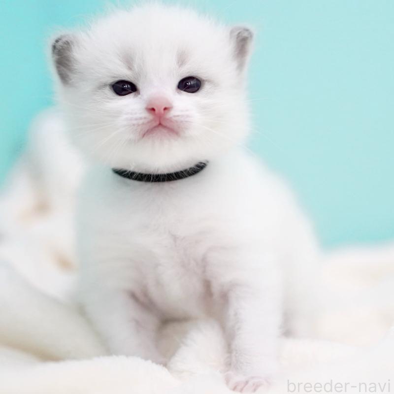 販売中の東京都のラグドール-137814の2枚目