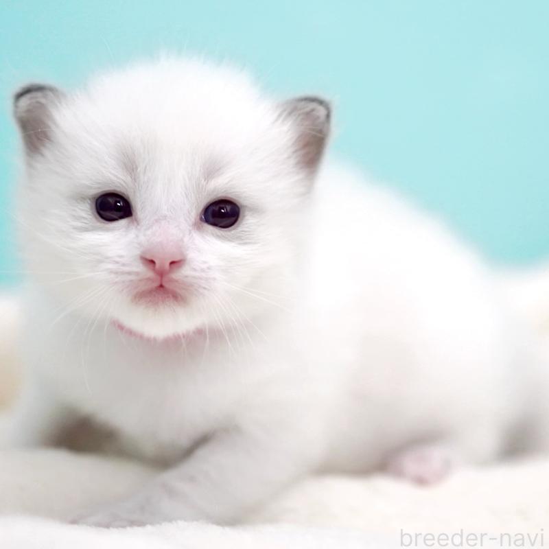 販売中の東京都のラグドール-137815の15枚目