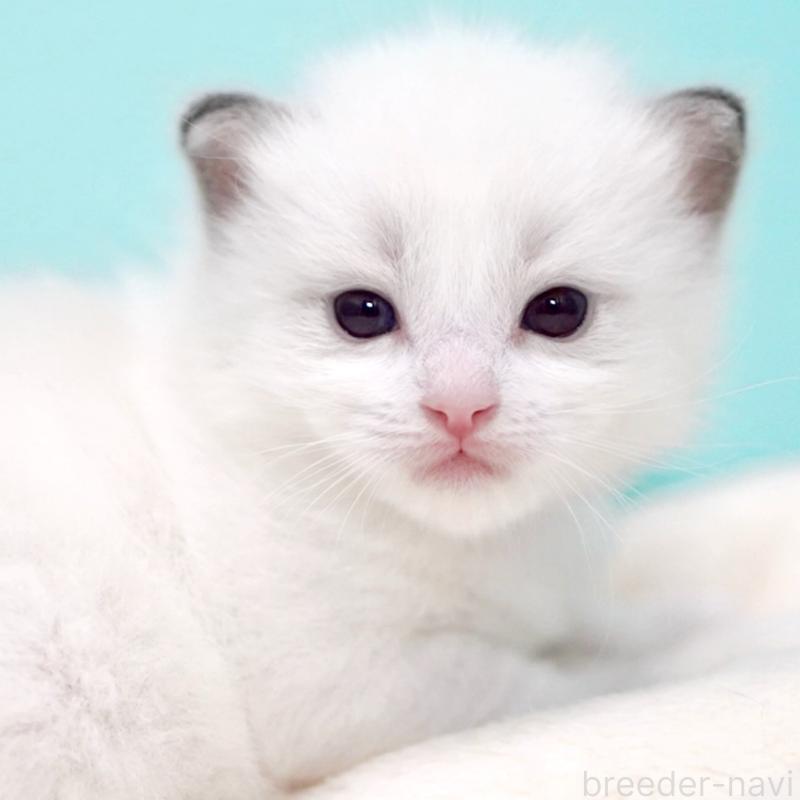 販売中の東京都のラグドール-137815の14枚目