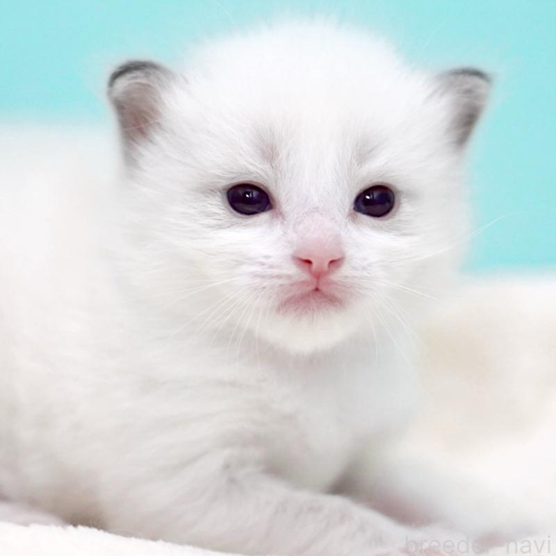 販売中の東京都のラグドール-137815の12枚目